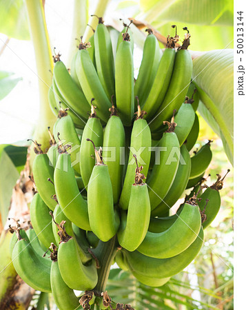 バナナの木の写真素材