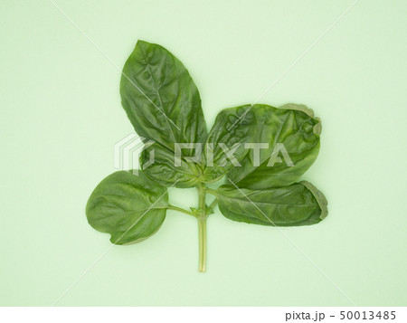 ハーブ バジル ハーブ バジル 50013485