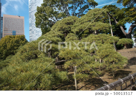 浜離宮恩賜庭園の三百年の松 浜離宮恩賜庭園の三百年の松 50013517
