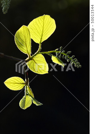 自然 植物 ハクウンボク、四月初めの伸び始めた花序と若葉① 自然 植物 ハクウンボク、四月初めの伸び始めた花序と若葉① 50013544