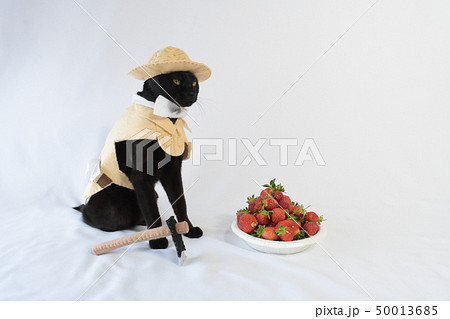 コスプレをしている黒猫の写真(農家) コスプレをしている黒猫の写真(農家) 50013685