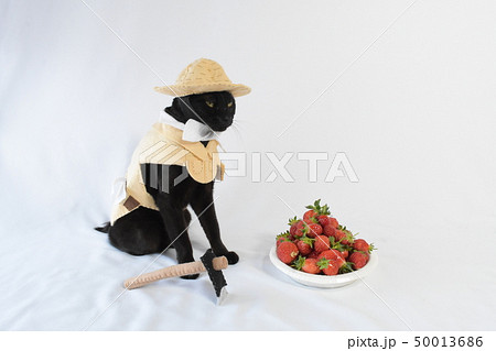 コスプレをしている黒猫の写真（農家） 50013686