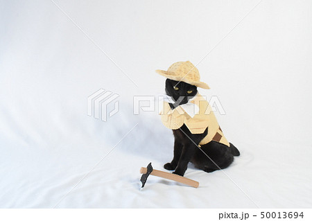 コスプレをしている黒猫の写真(農家) コスプレをしている黒猫の写真(農家) 50013694