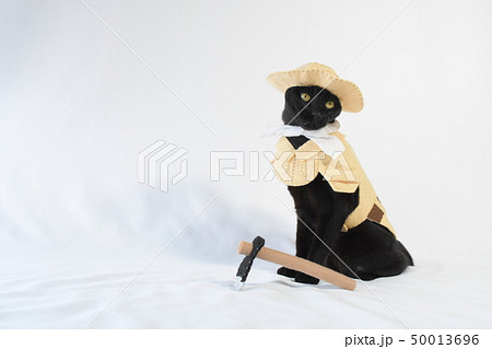 コスプレをしている黒猫の写真(農家) コスプレをしている黒猫の写真(農家) 50013696