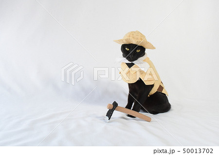コスプレをしている黒猫の写真(農家) コスプレをしている黒猫の写真(農家) 50013702