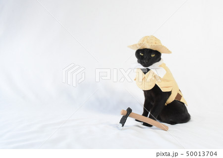 コスプレをしている黒猫の写真(農家) コスプレをしている黒猫の写真(農家) 50013704