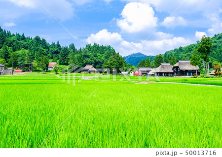 夏の農村風景 (荻ノ島環状集落) 夏の農村風景 (荻ノ島環状集落) 50013716