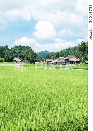 夏の農村風景 （荻ノ島環状集落） 50013755