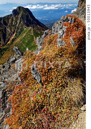 八ヶ岳連峰・赤岳稜線の紅葉と阿弥陀岳 八ヶ岳連峰・赤岳稜線の紅葉と阿弥陀岳 50013945