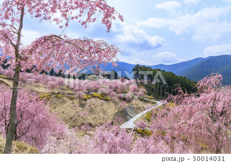 高見の郷　枝垂れ桜 50014031