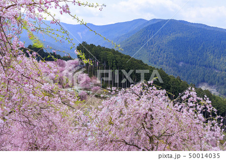 高見の郷　枝垂れ桜 50014035