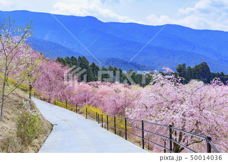高見の郷　枝垂れ桜 50014036