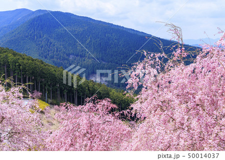 高見の郷　枝垂れ桜 50014037