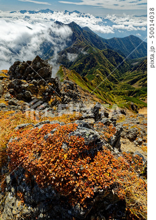 八ヶ岳連峰・赤岳稜線の紅葉と雲湧く権現岳・南アルプス 50014038