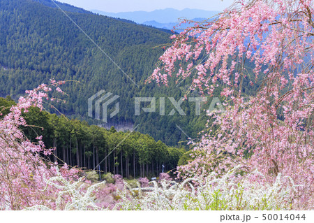 高見の郷　枝垂れ桜 50014044