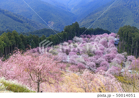 高見の郷　枝垂れ桜 50014051
