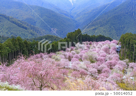 高見の郷 枝垂れ桜 高見の郷 枝垂れ桜 50014052
