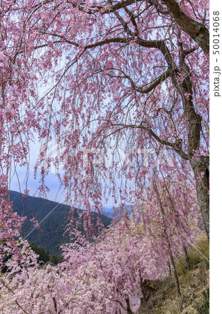 高見の郷　枝垂れ桜 50014068