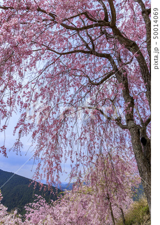 高見の郷　枝垂れ桜 50014069
