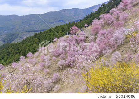 高見の郷 枝垂れ桜 高見の郷 枝垂れ桜 50014086