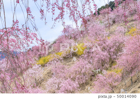 高見の郷　枝垂れ桜 50014090
