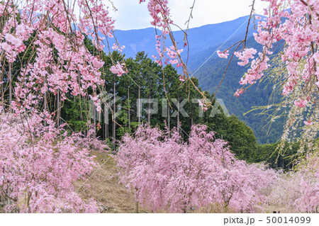 高見の郷　枝垂れ桜 50014099