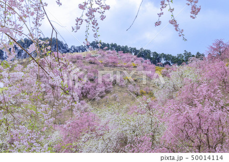高見の郷　枝垂れ桜 50014114