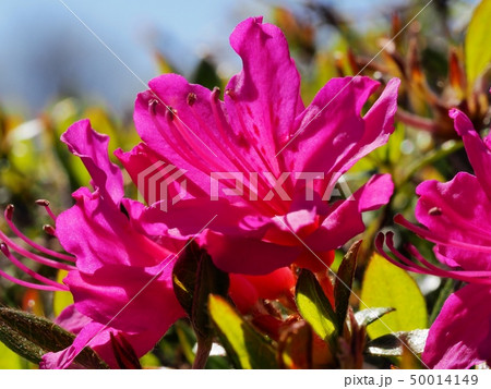 サツキの花 皐月 サツキ サツキの花 皐月 サツキ 50014149