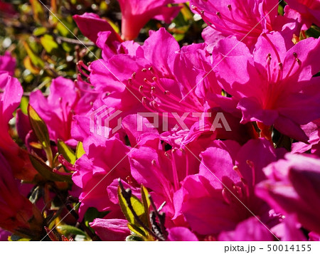 サツキの花 皐月 サツキ サツキの花 皐月 サツキ 50014155
