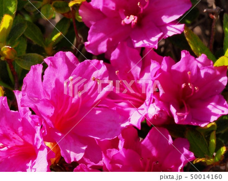 サツキの花 皐月 サツキ サツキの花 皐月 サツキ 50014160