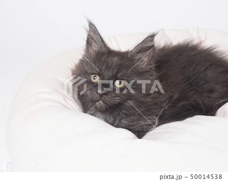 ベッドに入った黒い子猫(メインクーン) ベッドに入った黒い子猫(メインクーン) 50014538