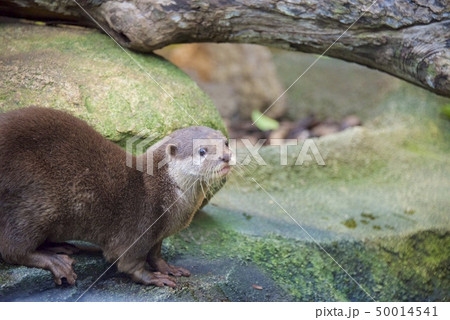 神戸どうぶつ王国のコツメカワウソ 神戸どうぶつ王国のコツメカワウソ 50014541