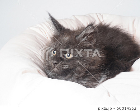 ベッドに入った黒い子猫（メインクーン) 50014552