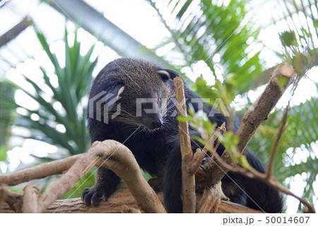神戸どうぶつ王国のビントロング 神戸どうぶつ王国のビントロング 50014607