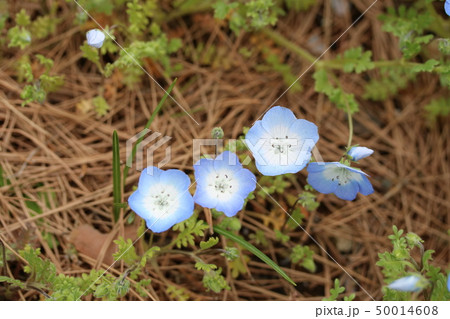 瑠璃色のネモフィラ（アネモフィラ インシグニスブルー） 50014608