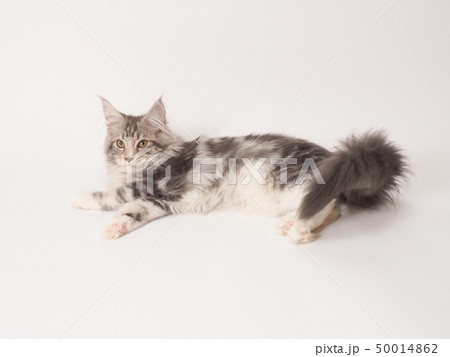 猫(メインクーン)の仔猫 猫(メインクーン)の仔猫 50014862