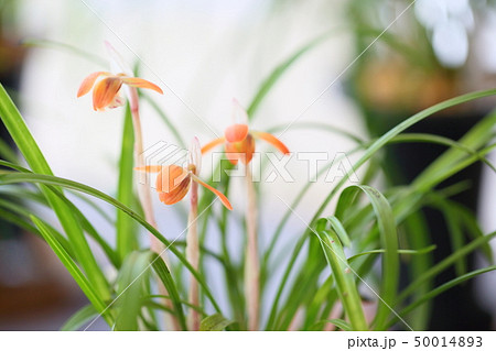 春蘭の花 50014893