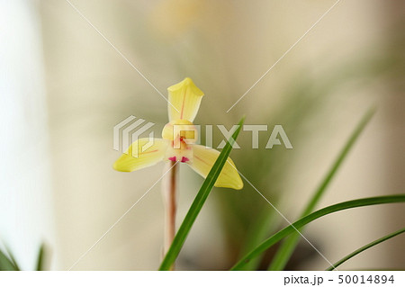 春蘭の花 春蘭の花 50014894