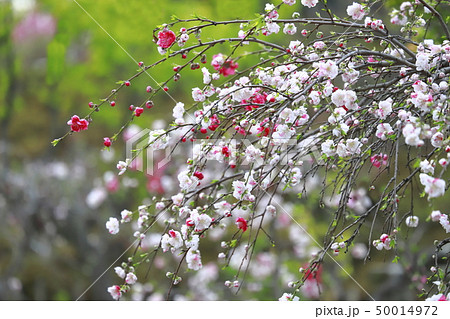 紅白の枝垂れ桃（源平咲き） の写真素材 [50014972] - PIXTA