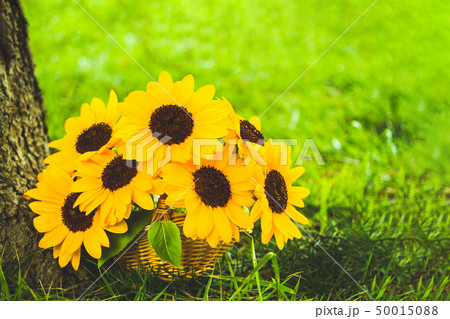 森の中のヒマワリ 森の中のヒマワリ 50015088