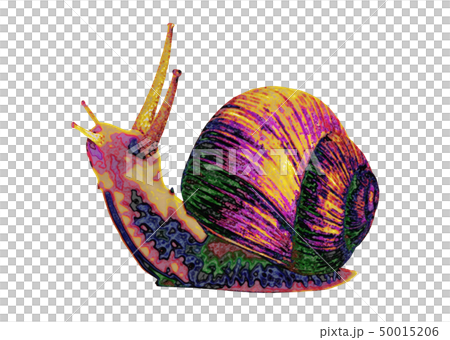 snails snails 50015206