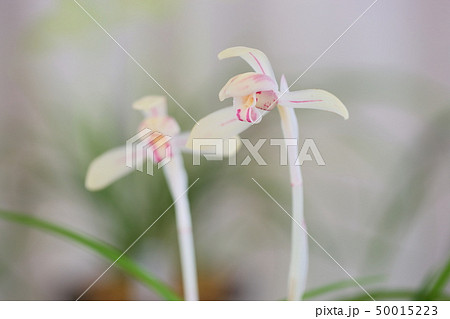 春蘭の花 春蘭の花 50015223
