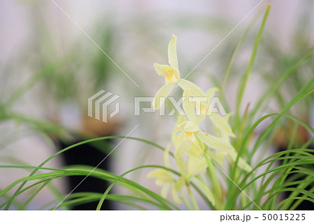 春蘭の花 50015225