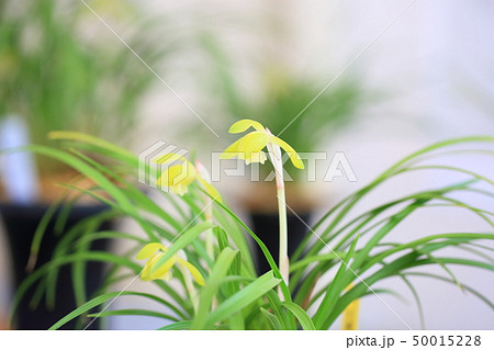 春蘭の花 50015228