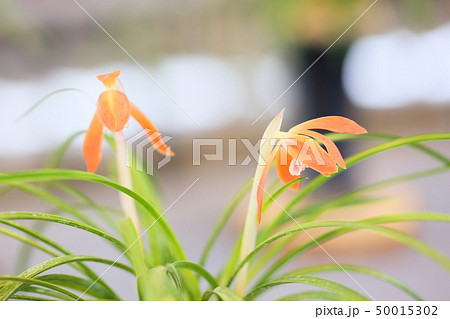 春蘭の花 春蘭の花 50015302