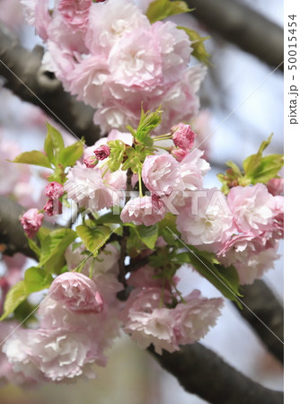 八重桜　「糸括」　クローズアップ 50015454