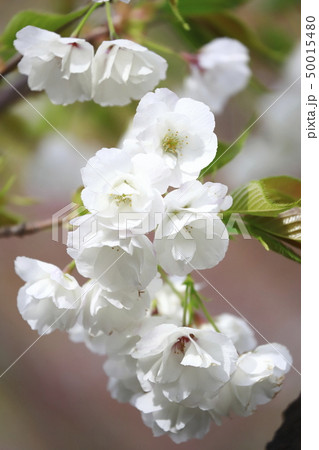八重桜 「白妙」 クローズアップ 八重桜 「白妙」 クローズアップ 50015480