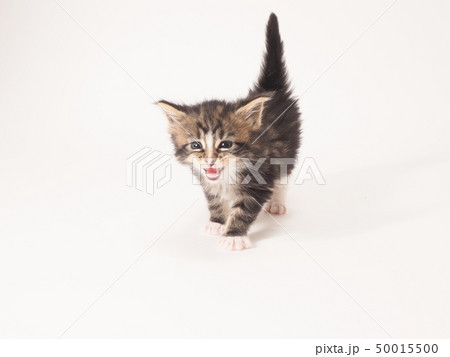 尻尾を上げたメインクーンの仔猫 50015500