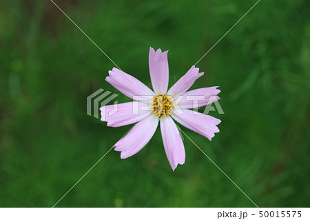 初夏に咲くコスモス 初夏に咲くコスモス 50015575