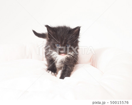 猫ベッドに入ったメインクーンの仔猫 猫ベッドに入ったメインクーンの仔猫 50015576